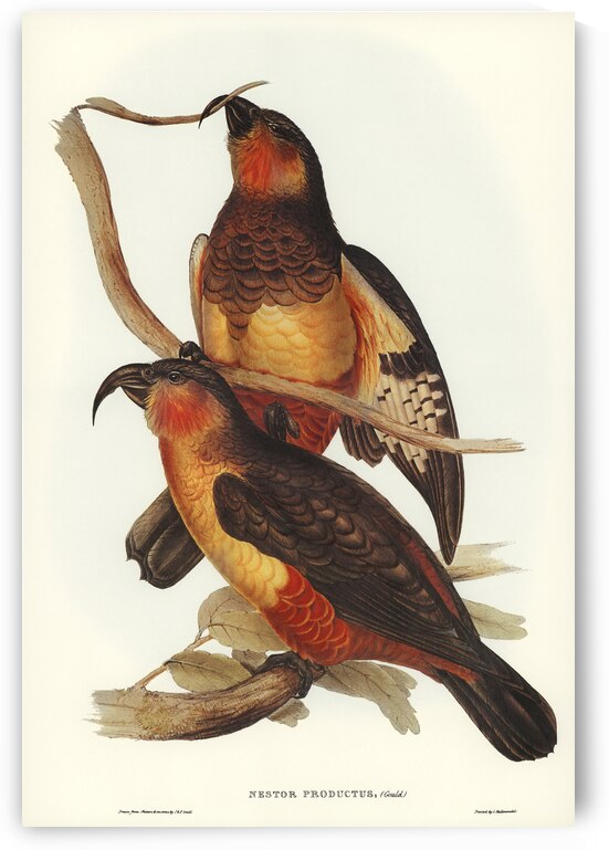 Philip Island Parrot Nestor productus illustrated by Elizabeth Gould 1804–1841 for John Gould’s 1804-1881 Birds of Australia  by IStockHistory com