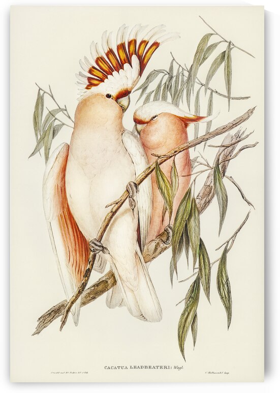 Leadbeaters Cockatoo Cacatua Leadbeaterii illustrated by Elizabeth Gould 1804–1841 for John Gould’s 1804-1881 Birds of Australia  by IStockHistory com