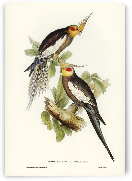 Cockatoo Parakeet Nymphicus Novae Hollandiae illustrated by Elizabeth Gould 1804–1841 for John Gould’s 1804-1881 Birds of Australia  by IStockHistory com