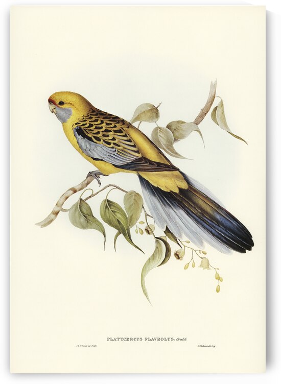 Yellow-rumped Parakeet Platycercus flaveolus illustrated by Elizabeth Gould 1804–1841 for John Gould’s 1804-1881 Birds of Australia  by IStockHistory com