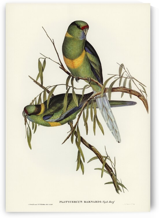 Barnards Parakeet Platycercus Barnardii illustrated by Elizabeth Gould 1804–1841 for John Gould’s 1804-1881 Birds of Australia  by IStockHistory com