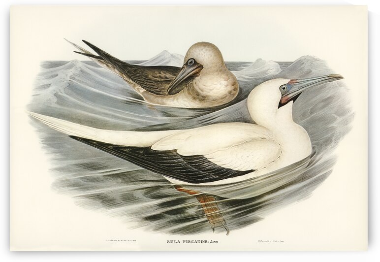 Red-legged Gannet Sula piscator illustrated by Elizabeth Gould 1804–1841 for John Gould’s 1804-1881 Birds of Australia  by IStockHistory com
