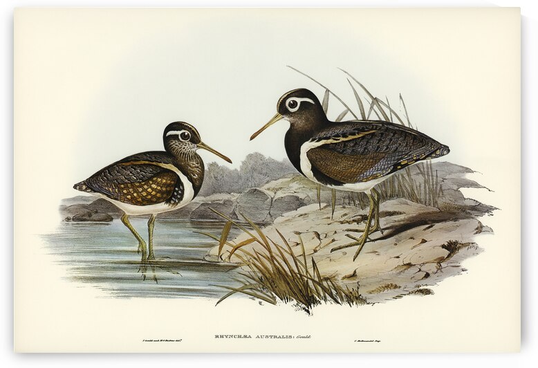 Australian Rhynchaea Rhynchaea Australis illustrated by Elizabeth Gould 1804–1841 for John Gould’s 1804-1881 Birds of Australia  by IStockHistory com