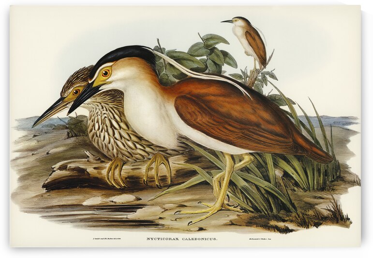 Australian Rhynchaea Rhynchaea Australis illustrated by Elizabeth Gould 1804–1841 for John Gould’s 1804-1881 Birds of Australia  by IStockHistory com