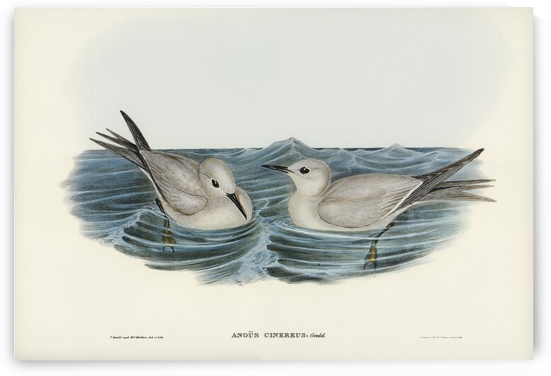 Grey Noddy Anous cinereus illustrated by Elizabeth Gould 1804–1841 for John Gould’s 1804-1881 Birds of Australia  by IStockHistory com
