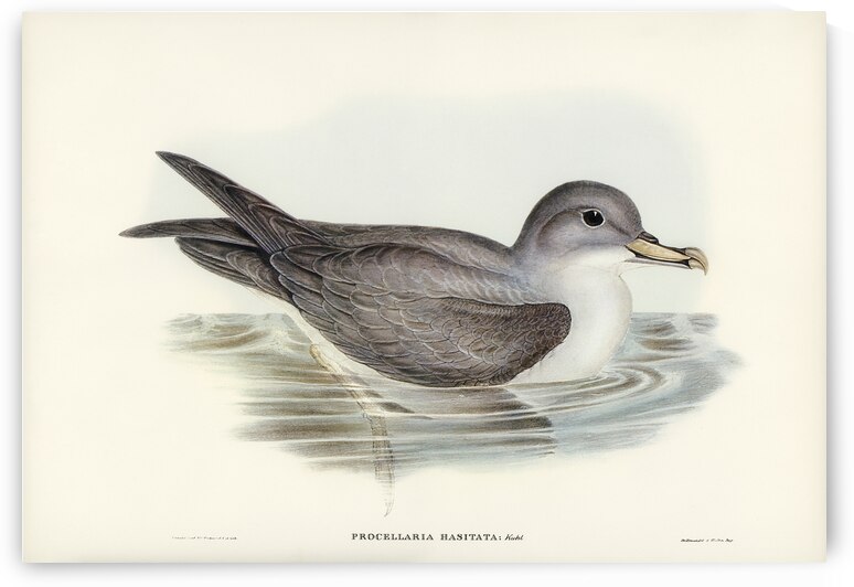 Great Grey Petrel Procellaria hasitata illustrated by Elizabeth Gould 1804–1841 for John Gould’s 1804-1881 Birds of Australia  by IStockHistory com