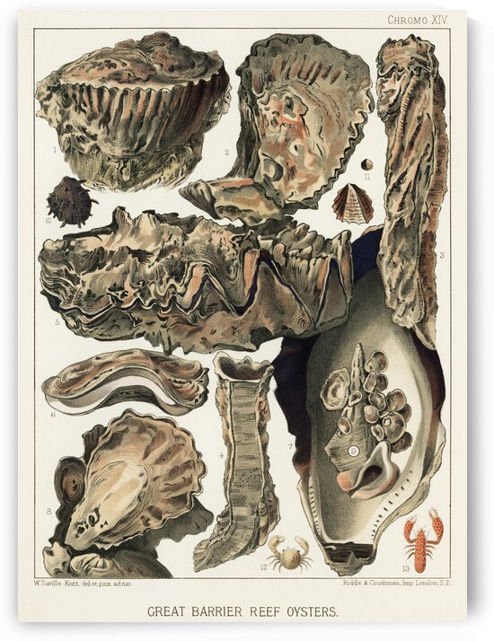 Great Barrier Reef Oysters from The Great Barrier Reef of Australia 1893 by William Saville-Kent 1845-1908. Fig 1: Coral Rock Oyster Ostrea MordaxFig 2: CucullataFig 3-4: Trap-door Oysters Ostrea Mordax CornucopioeformisFig 5: Cockscomb Oyster Ostrea  by IStockHistory com