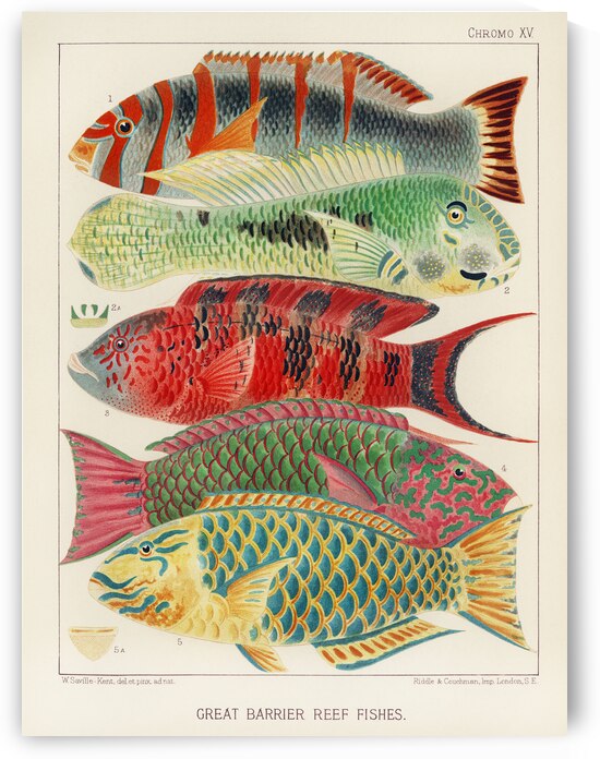 Great Barrier Reef Fishes from The Great Barrier Reef of Australia 1893 by William Saville-Kent 1845-1908.  Fig 1: Orange banded parrot fish Xiphochilus Fasciatus Fig 2: Hodgkinson&39s parrot fish Choerops Hodgkinsonii Fig 3: Scarlet banded Parrot fish C by IStockHistory com