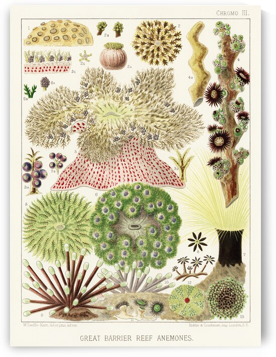 Great Barrier Reef Anemones from The Great Barrier Reef of Australia 1893 by William Saville-Kent 1845-1908. Fig 1 : Palythoa caesiaFig 2 : Rhodactis HowesiiFig 3 : Haterodactyla HemprichiiFig 4 : Acrozoanthus australioeFig 5 : phymanthus muscorumFi by IStockHistory com