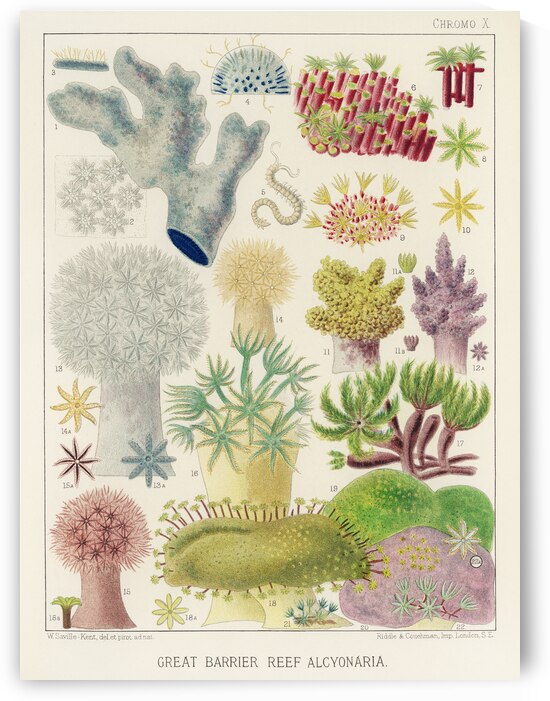 Barrier Reef Anemones from The Great Barrier Reef of Australia 1893 by William Saville-Kent 1845-1908.  by IStockHistory com