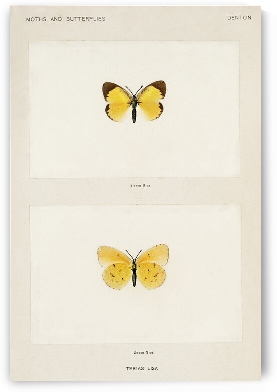 Little Sulphur Terias Lisa from Moths and butterflies of the United States 1900 by Sherman F. Denton 1856-1937.  by IStockHistory com