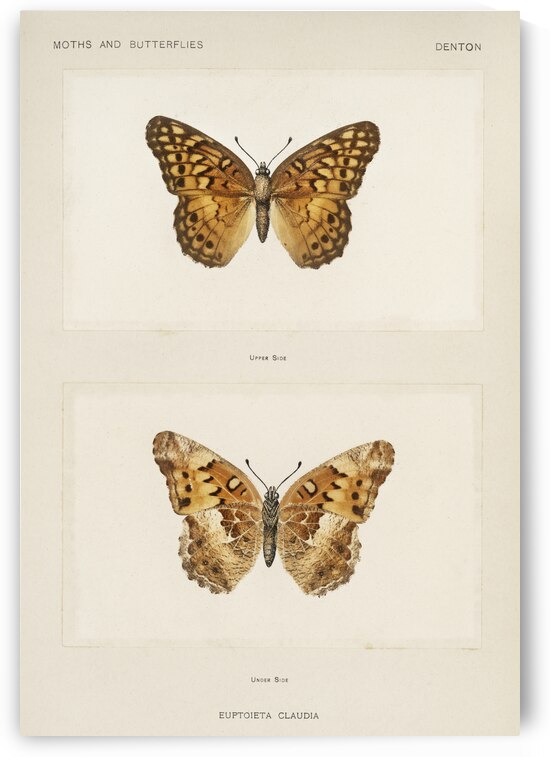 Variegated Fritillary Euptoieta Claudia from Moths and butterflies of the United States 1900 by Sherman F. Denton 1856-1937.  by IStockHistory com