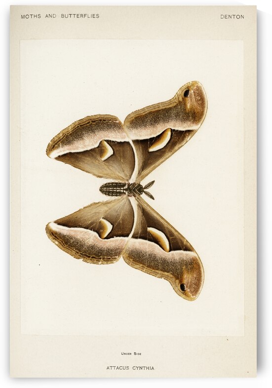 Ailanthus Silkmoth Attacus Cynthia from Moths and Butterflies of the United States 1900 by Sherman F. Denton 1856-1937.  by IStockHistory com