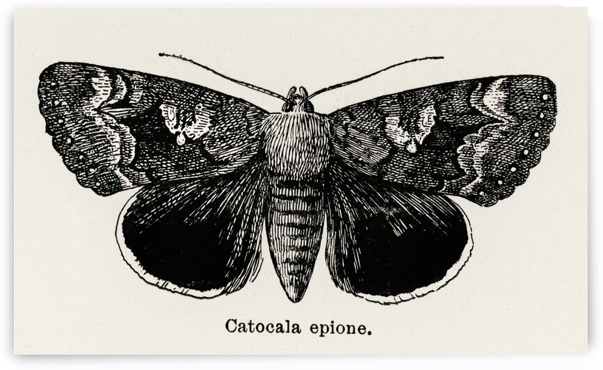 Epione Underwing Catocala epione from Moths and butterflies of the United States 1900 by Sherman F. Denton 1856-1937.  by IStockHistory com