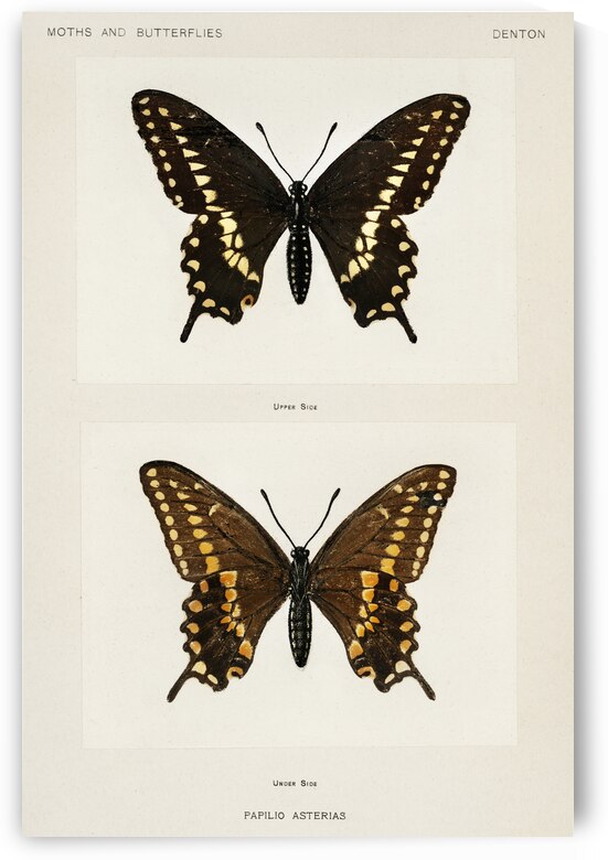Black Swallowtail Papilio Asterias from Moths and butterflies of the United States 1900 by Sherman F. Denton 1856-1937.  by IStockHistory com