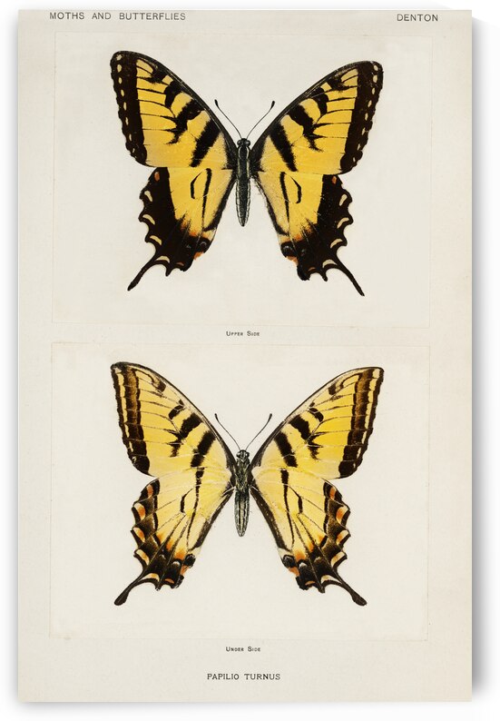 Eastern Tiger Swallowtail Papilio Turnus from Moths and butterflies of the United States 1900 by Sherman F. Denton 1856-1937.  by IStockHistory com