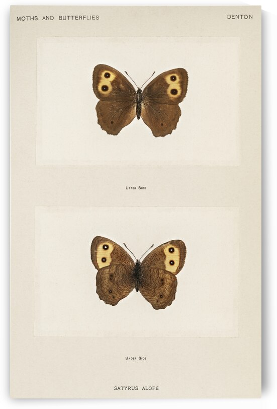 Wood-nymph Satyrus Alope from Moths and butterflies of the United States 1900 by Sherman F. Denton 1856-1937.  by IStockHistory com
