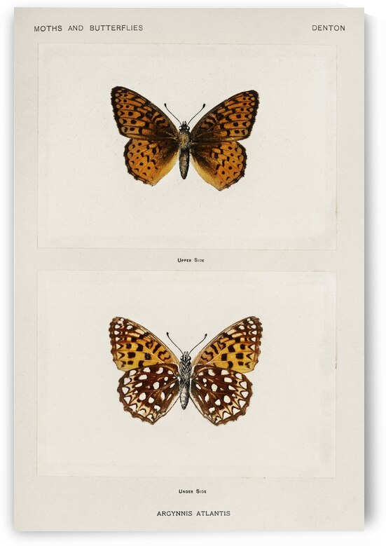 Atlantis Fritillary Argynnis Atlantis from Moths and butterflies of the United States 1900 by Sherman F. Denton 1856-1937.  by IStockHistory com