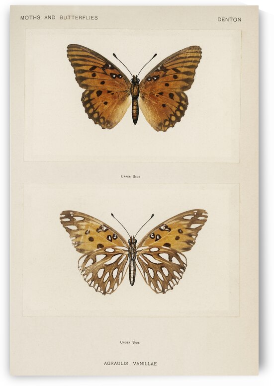 Gulf Fritillary Agraulis Vanillae from Moths and butterflies of the United States 1900 by Sherman F. Denton 1856-1937.  by IStockHistory com