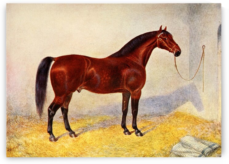 Cleveland Bay Stallion Sultan Frank Babbage English 1858–1916 by IStockHistory com
