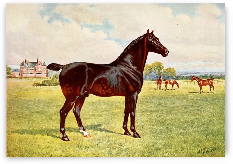 Dual Champion Pony Stallion Berkeley Model After Penry Powell Palfrey English 1830 - 1902 by IStockHistory com