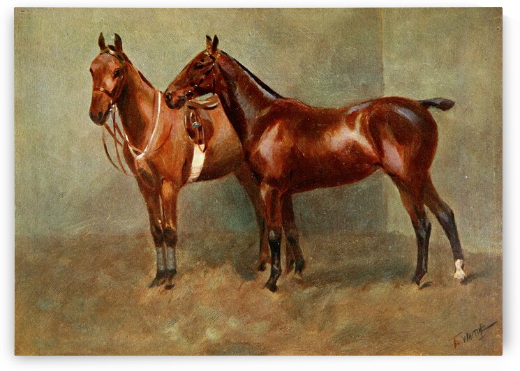 Polo Ponies Romany And Tith Owned By Sir J. Barker Frederic Whiting English 1874–1962 by IStockHistory com