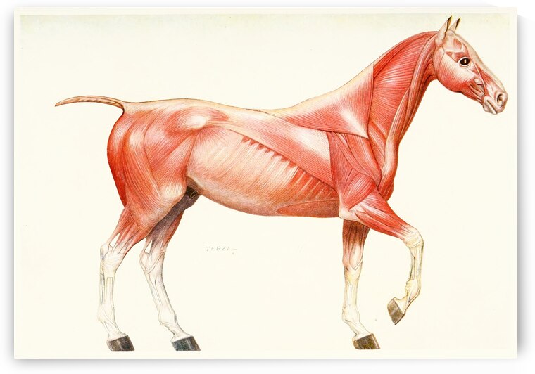 The Muscular System of the Horse Amedeo John Engel Terzi Italian 1872-1956 by IStockHistory com