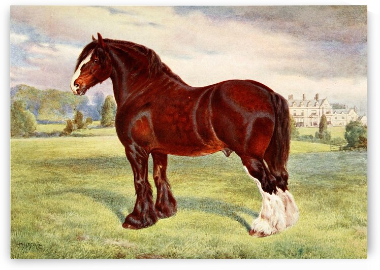 Shire Stallion Harold Frank Babbage English 1858–1916 by IStockHistory com