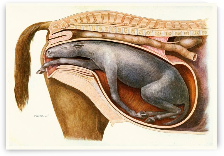 A Mal-Presentation Amedeo John Engel Terzi Italian 1872-1956 by IStockHistory com