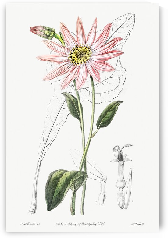 Mr. Dicksons echinacea from Edwards Botanical Register 1829-1847  by Sydenham Edwards John Lindley and James Ridgway. by IStockHistory com