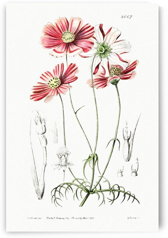 Fine-leaved cosmus from Edwards Botanical Register 1829-1847  by Sydenham Edwards John Lindley and James Ridgway. by IStockHistory com