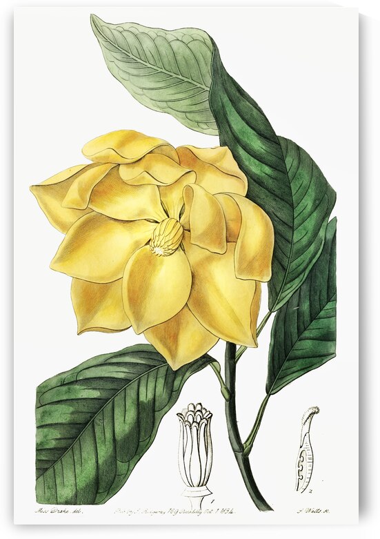 De Candolles talaum tree from Edwards Botanical Register 1829-1847  by Sydenham Edwards John Lindley and James Ridgway. by IStockHistory com