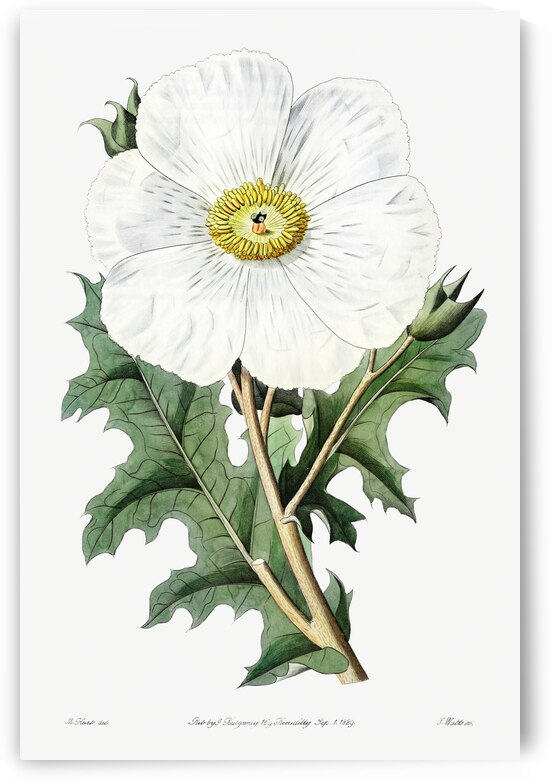 Large-flowered Mexican poppy from Edwards Botanical Register 1829-1847  by Sydenham Edwards John Lindley and James Ridgway. by IStockHistory com