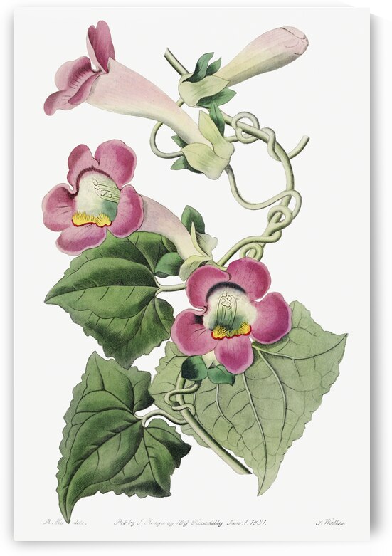 Blushing lophospermum from Edwards Botanical Register 1829-1847  by Sydenham Edwards John Lindley and James Ridgway. by IStockHistory com