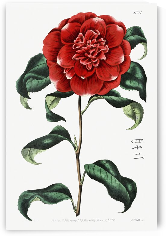 Mr. Reevess crimson camellia from Edwards Botanical Register 1829-1847  by Sydenham Edwards John Lindley and James Ridgway. by IStockHistory com