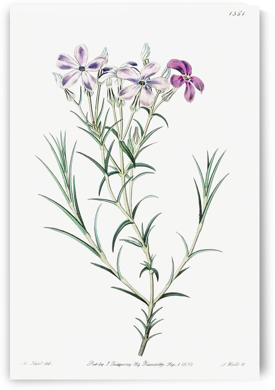 Shewy phlox from Edwards Botanical Register 1829-1847  by Sydenham Edwards John Lindley and James Ridgway. by IStockHistory com