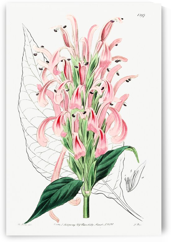 Flesh-colored justicia from Edwards Botanical Register 1829-1847  by Sydenham Edwards John Lindley and James Ridgway. by IStockHistory com