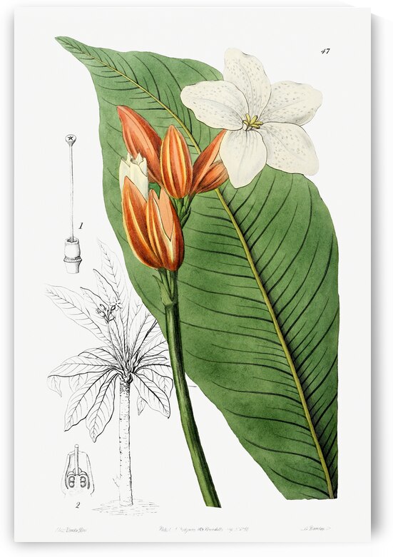 Brasilian red-coat from Edwards Botanical Register 1829-1847  by Sydenham Edwards John Lindley and James Ridgway. by IStockHistory com