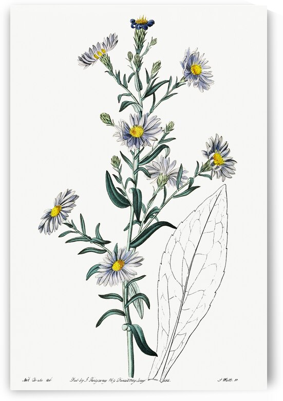 Glaucous aster from Edwards Botanical Register 1829-1847  by Sydenham Edwards John Lindley and James Ridgway. by IStockHistory com