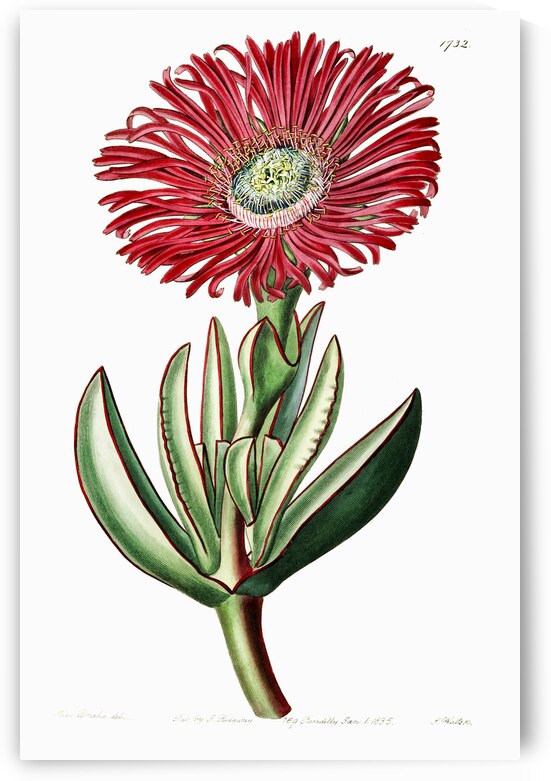 Red-Edged Fig Marigold from Edwards Botanical Register 1829-1847  by Sydenham Edwards John Lindley and James Ridgway. by IStockHistory com