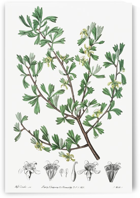 Tthree-toothed purshia from Edwards Botanical Register 1829-1847  by Sydenham Edwards John Lindley and James Ridgway. by IStockHistory com