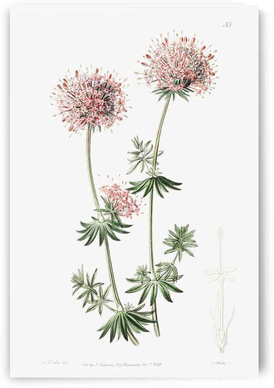 Long-styled crucianella from Edwards Botanical Register 1829-1847  by Sydenham Edwards John Lindley and James Ridgway. by IStockHistory com
