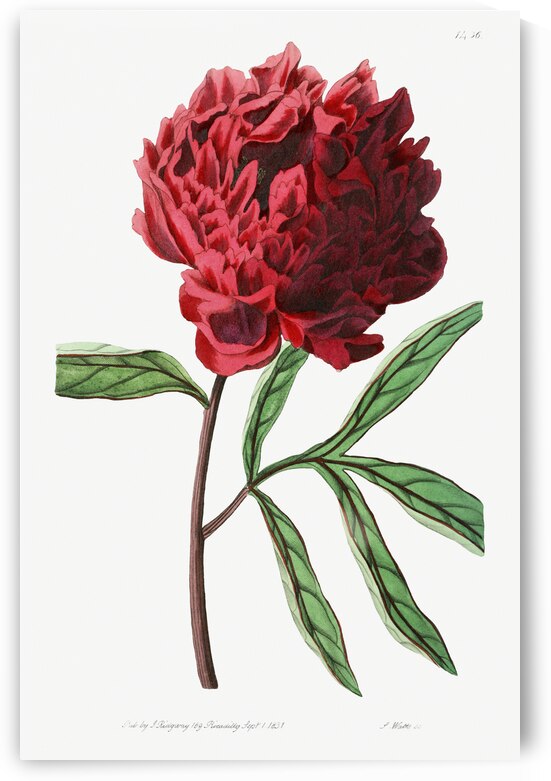 Potts Chinese peony from Edwards Botanical Register 1829-1847  by Sydenham Edwards John Lindley and James Ridgway. by IStockHistory com