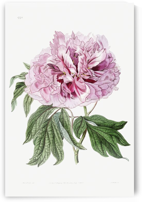 Double red curled tree peony from Edwards Botanical Register 1829-1847  by Sydenham Edwards John Lindley and James Ridgway. by IStockHistory com