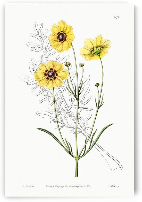 Perennial dyers coreopsis from Edwards Botanical Register 1829-1847  by Sydenham Edwards John Lindley and James Ridgway. by IStockHistory com