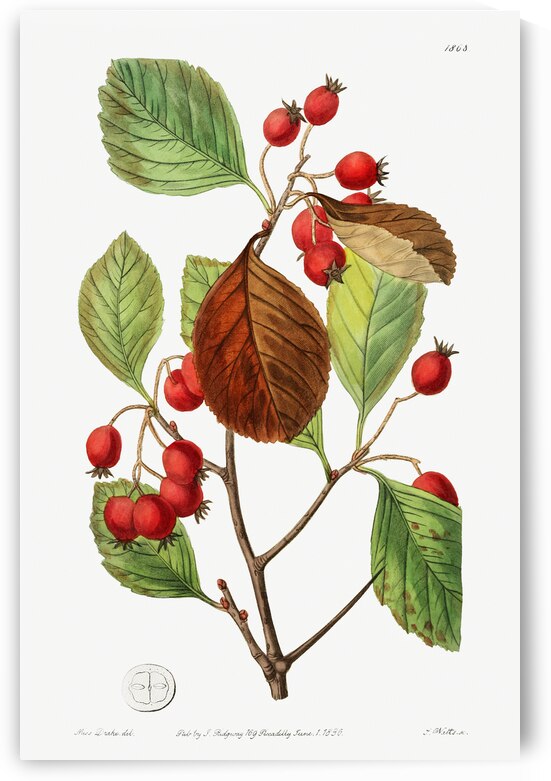 Plum leaved thorn from Edwards Botanical Register 1829-1847  by Sydenham Edwards John Lindley and James Ridgway. by IStockHistory com