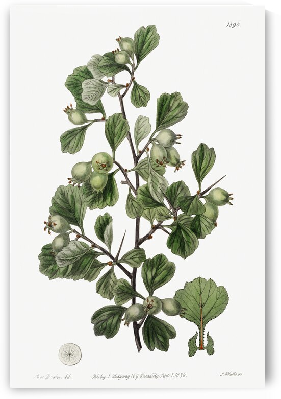 Spathula-leaved thorn from Edwards Botanical Register 1829-1847  by Sydenham Edwards John Lindley and James Ridgway. by IStockHistory com