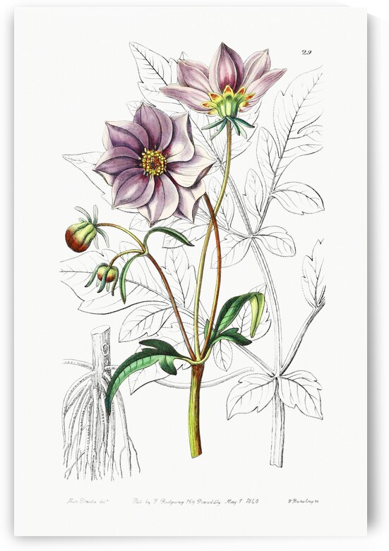 Smooth dwarf dahlia from Edwards Botanical Register 1829-1847  by Sydenham Edwards John Lindley and James Ridgway. by IStockHistory com