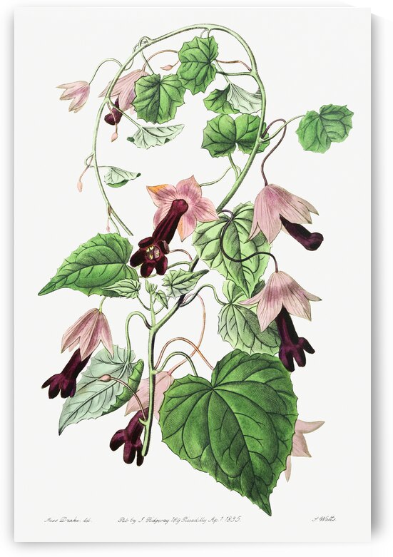 Twinning red-cloak from Edwards Botanical Register 1829-1847  by Sydenham Edwards John Lindley and James Ridgway. by IStockHistory com