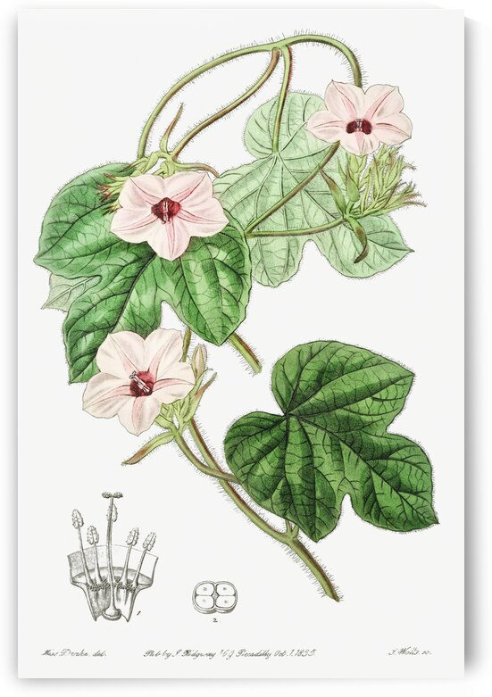 Mr.Aitons ipomoea from Edwards Botanical Register 1829-1847  by Sydenham Edwards John Lindley and James Ridgway. by IStockHistory com